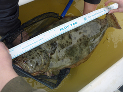 Paralichthys californicus
