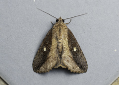 Odontodes seranensis