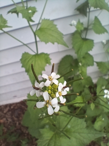 garlic mustard