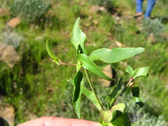 Megalochlamys marlothii