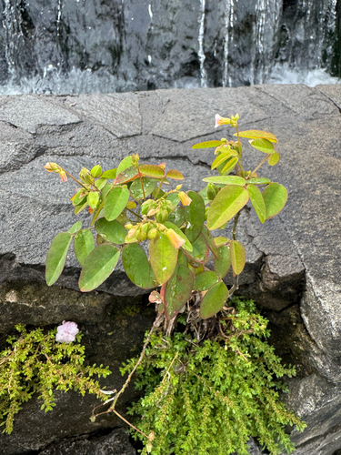 Barrelier's woodsorrel (Oxalis barrelieri)