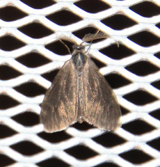 Cryptothelea gloverii