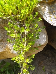 Magnoliopsida