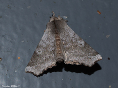 Olceclostera seraphica