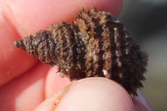 Trichotropis cancellata