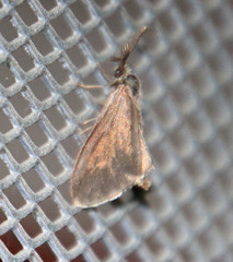 Cryptothelea gloverii