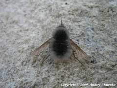 Bombylius trichurus