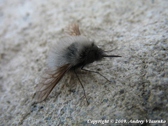 Bombylius trichurus