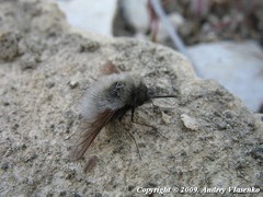 Bombylius trichurus