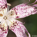 Dianthus broteri - Photo (c) Valter Jacinto, μερικά δικαιώματα διατηρούνται (CC BY-NC-SA)