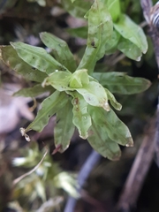 Encalypta streptocarpa