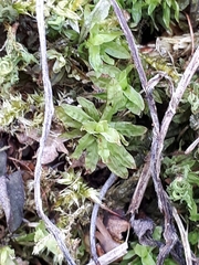 Encalypta streptocarpa