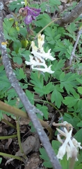 Corydalis cava