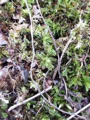 Encalypta streptocarpa