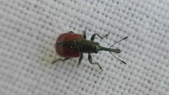 Tatianaerhynchites aequatus