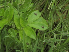 Irbisia californica