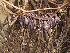 Rousettus aegyptiacus