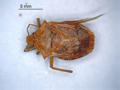 Apoecilus bracteatus