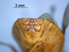 Apoecilus bracteatus