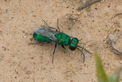 Chrysura