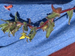 Camissoniopsis intermedia