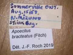 Apoecilus bracteatus