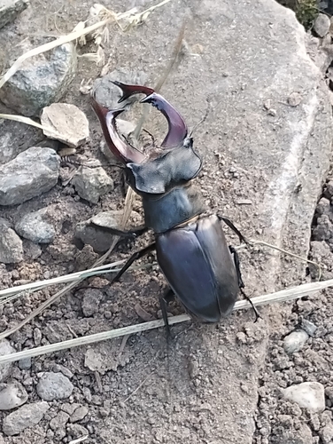 European Stag Beetle