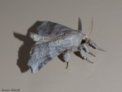 Olceclostera seraphica