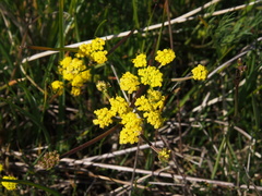 Lomatium bradshawii