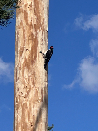 Hairy Woodpecker