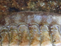 Boreochiton ruber