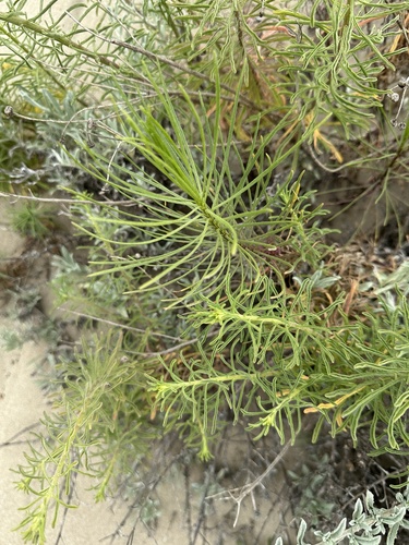 Senecio blochmaniae, photograph 2