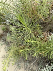 Senecio blochmaniae, photograph (c) Eric Alan Isaacson, some rights reserved (CC BY)