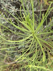 Senecio blochmaniae, photograph (c) Eric Alan Isaacson, some rights reserved (CC BY)