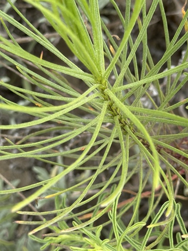 Senecio blochmaniae, photograph 4