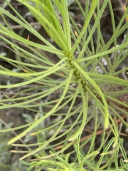 Senecio blochmaniae, photograph (c) Eric Alan Isaacson, some rights reserved (CC BY)