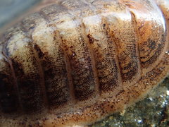 Leptochiton asellus