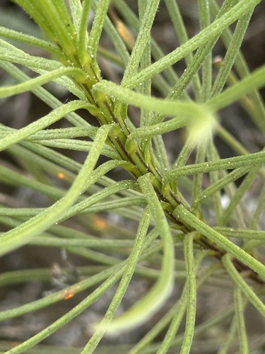 Senecio blochmaniae, photograph 5