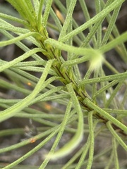 Senecio blochmaniae, photograph (c) Eric Alan Isaacson, some rights reserved (CC BY)
