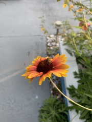 Apis mellifera