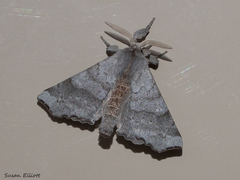 Olceclostera seraphica