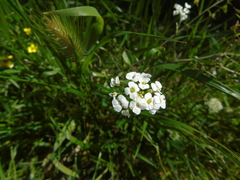Capsella grandiflora