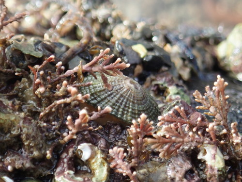 Common Keyhole Limpet