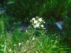 Capsella grandiflora