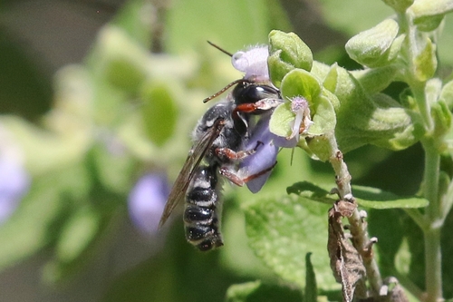 Megachile prosopidis
