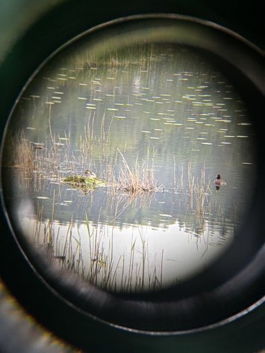 Great Crested Grebe