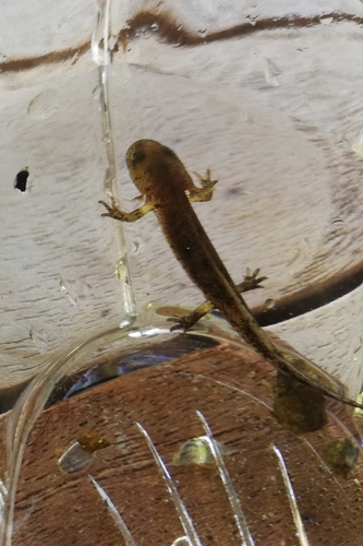 Fire Salamander