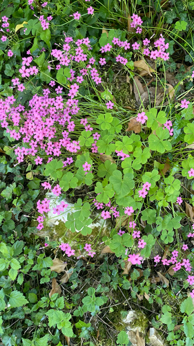 Oxalis articulata