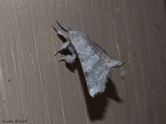 Olceclostera seraphica