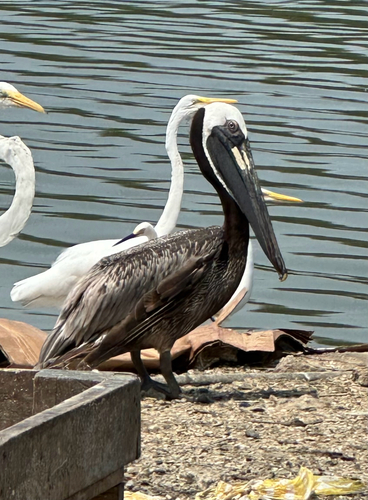 Brown Pelican